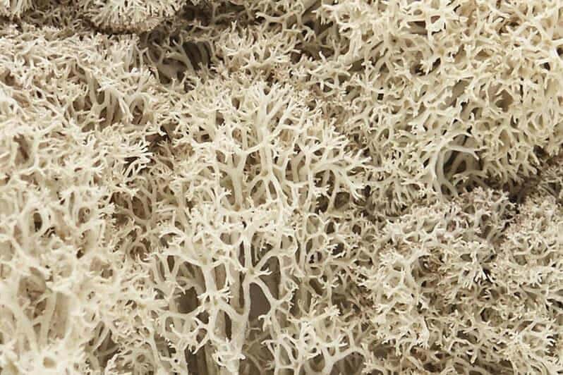 Woodland Scenics Natural Lichen - Wargaming Terrain